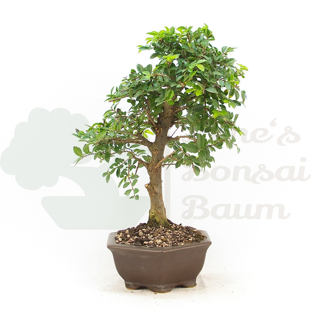 Japanische Ulme 'Ulmus japonica'